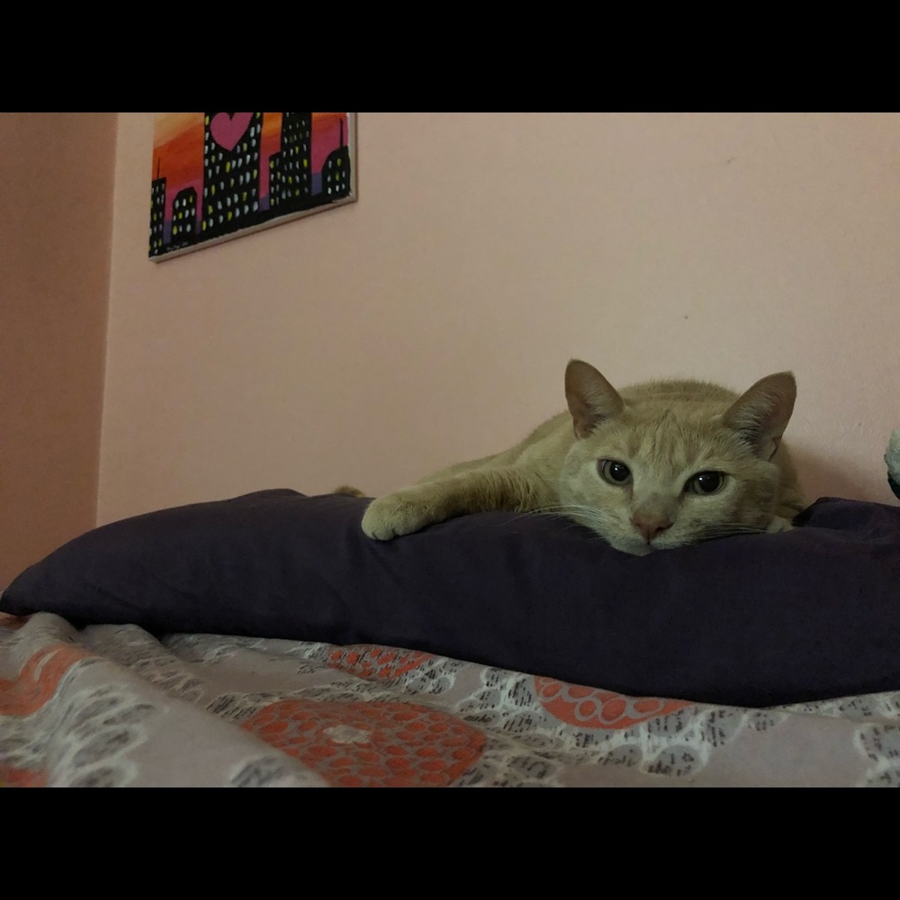 Meet your Posher, Amy